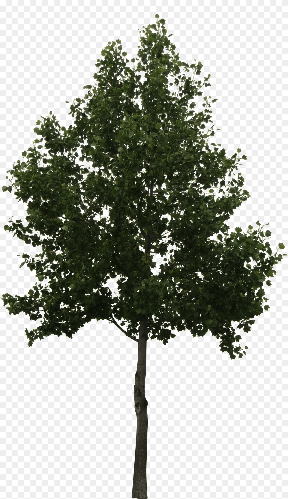 Cut Out Trees Photoshop Arboles En Elevacion Free Transparent Png