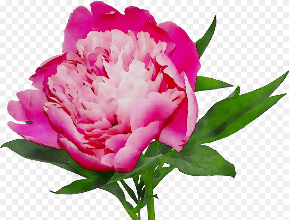 Cut Shopping Peony Online White Flowers Pink Peonies Back Ground, Flower, Plant, Rose, Petal Free Transparent Png