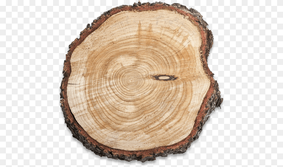 Cut Tree Trunk, Lumber, Plant, Tree Trunk, Wood Free Png