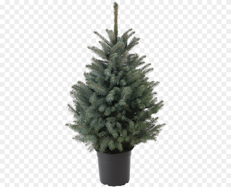 Cut Your Own Christmas Tree Fresh Non Boreal Conifer, Pine, Plant, Spruce, Fir Png