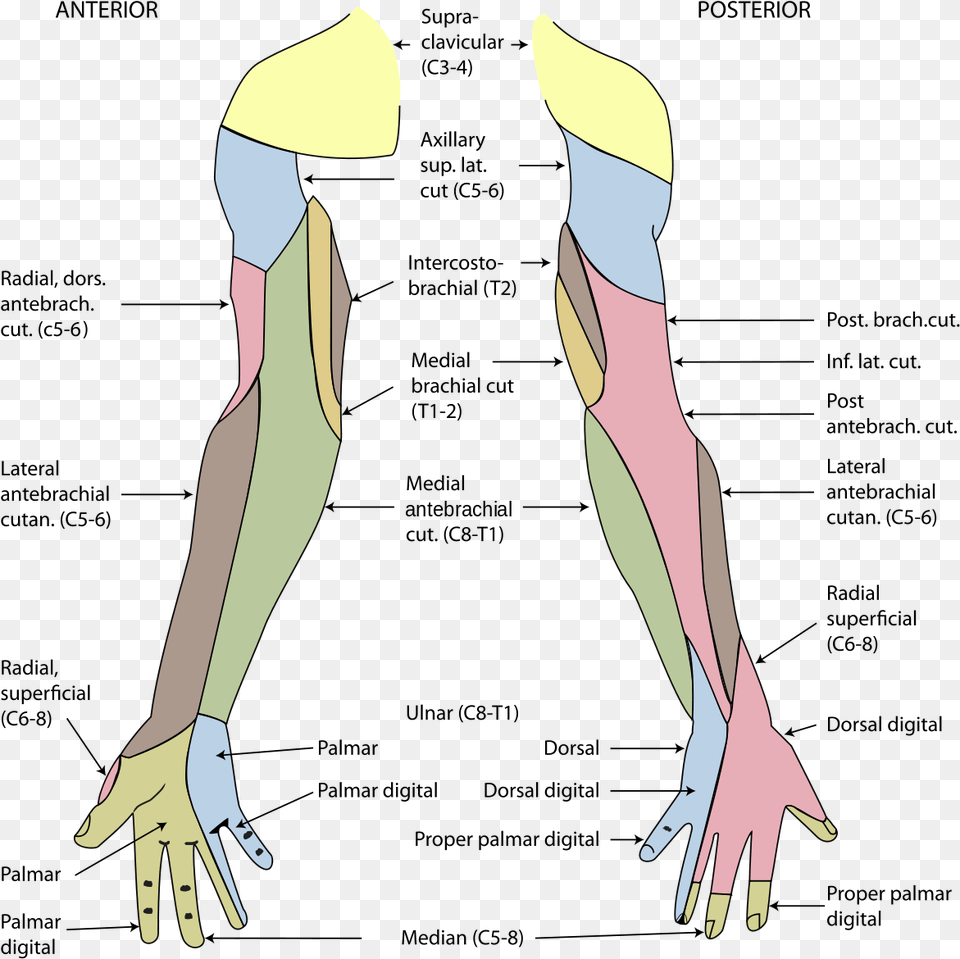Cutaneous Innervation Of Upper Limb, Adult, Female, Person, Woman Png
