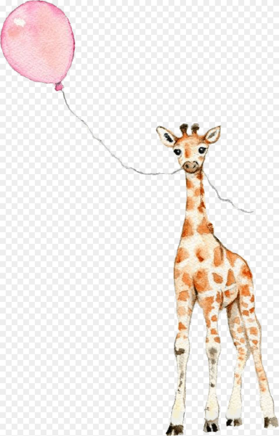 Cute Adorable Giraffe Balloon Scgiraffe Giraffe With Balloon Painting, Animal, Mammal, Wildlife Png