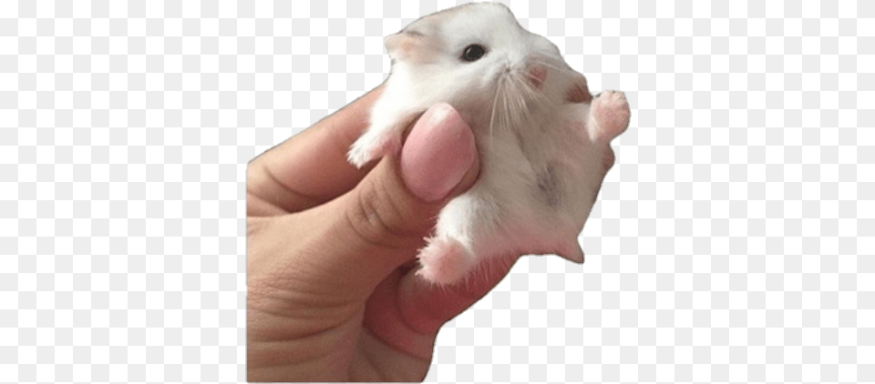 Cute Aesthetic Animal Rodent Hamster Grunge Baby Dwarf Guinea Pigs, Mammal, Pet, Rat Png