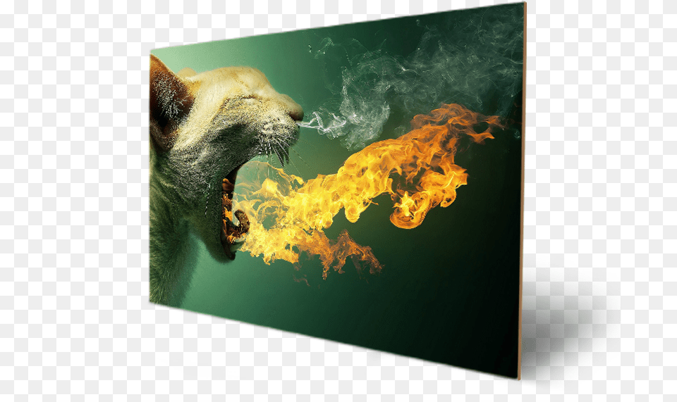 Cute Animal Hairy Amazing Eyes Cat Mouth On Fire, Bear, Mammal, Wildlife, Flame Free Transparent Png