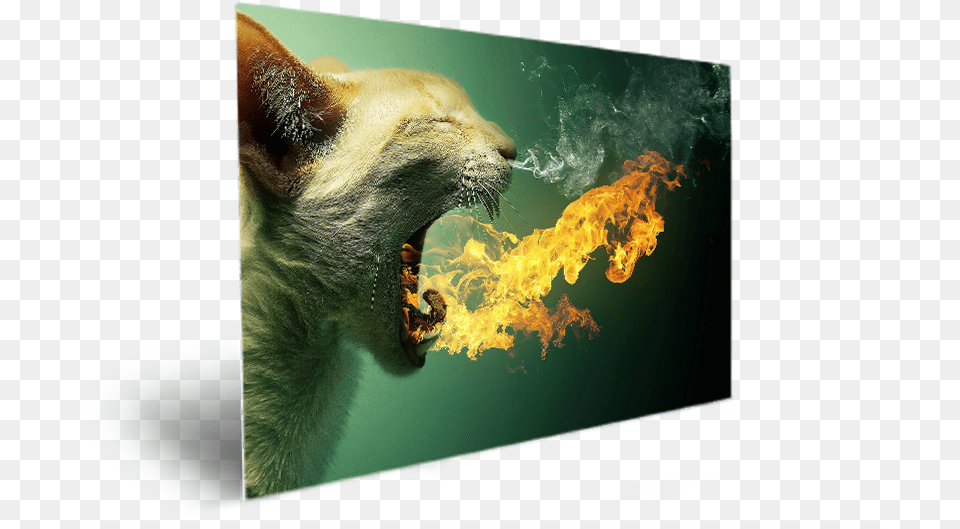 Cute Animal Hairy Amazing Eyes Cat Yawns, Bear, Mammal, Wildlife, Pet Free Png