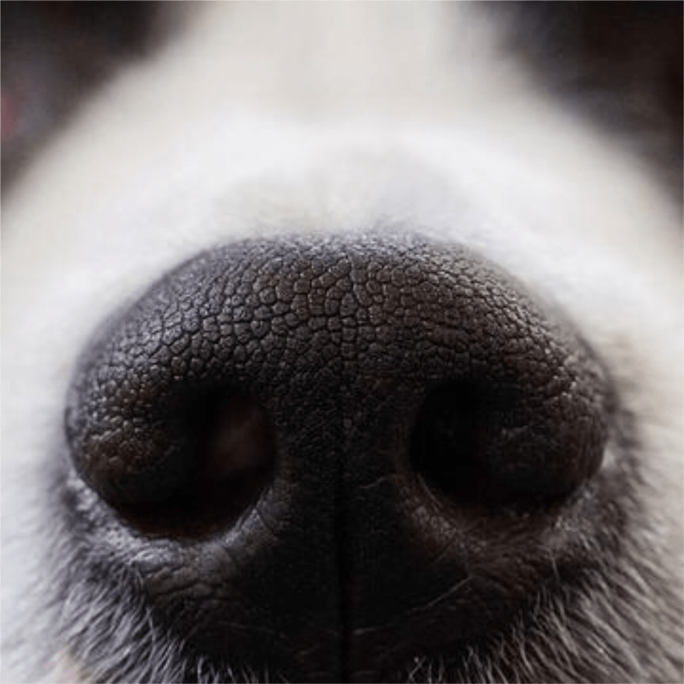 Cute Animal Nose Dog Dognose Freetoedit Dogs Sniff Stomach Cancer, Bicycle, Transportation, Vehicle, Person Png
