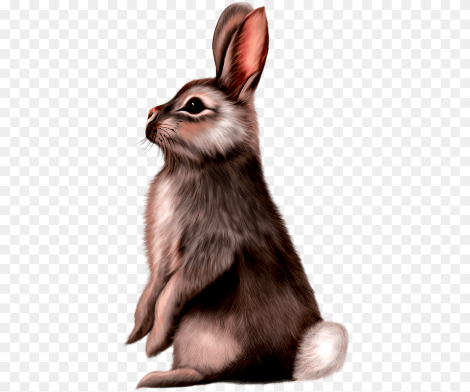 Cute Animals Rabbit Painting, Animal, Mammal, Bear, Wildlife Png