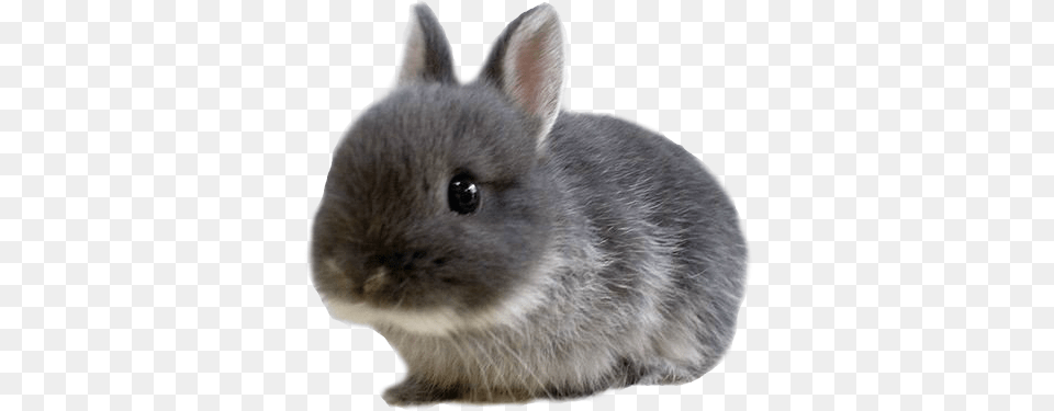 Cute Baby Animals Fluffy Teacup Baby Bunnies, Animal, Mammal, Rabbit, Rat Png