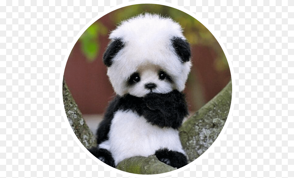 Cute Baby Panda Bear Asian Black White Small Cute Baby Panda Bear, Animal, Giant Panda, Mammal, Wildlife Png