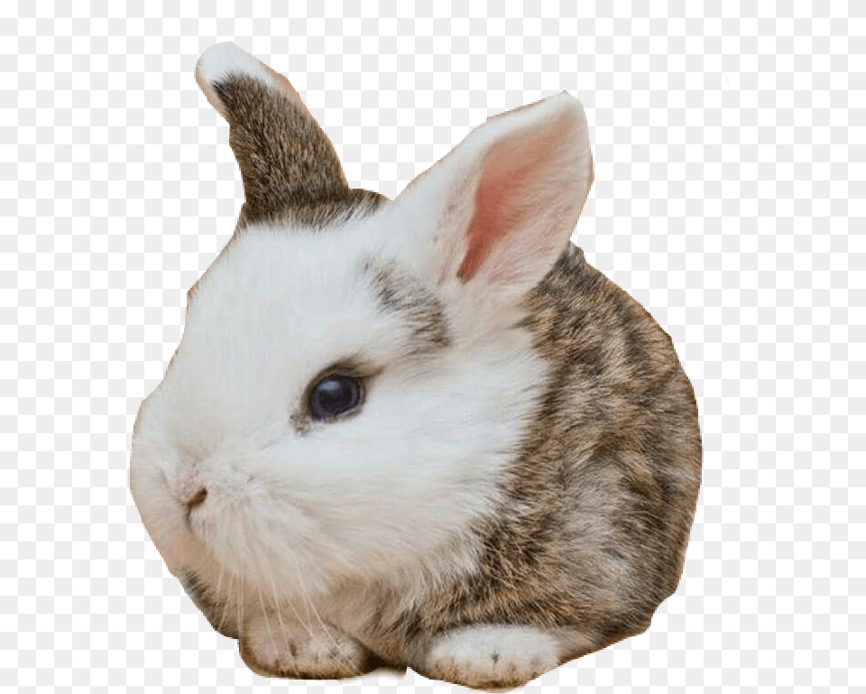 Cute Babybunny Rabbit Real Rabbit Head, Animal, Mammal, Cat, Pet Png Image