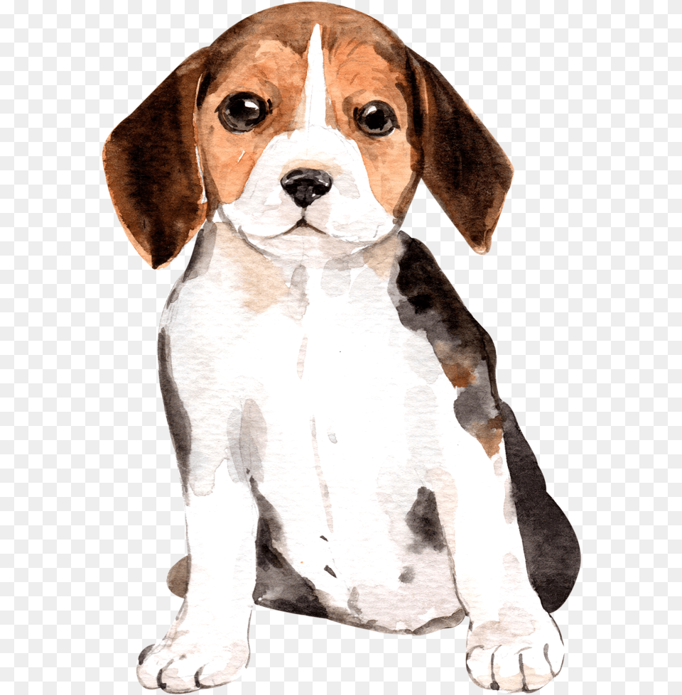 Cute Beagle Watercolor, Animal, Canine, Dog, Pet Png Image