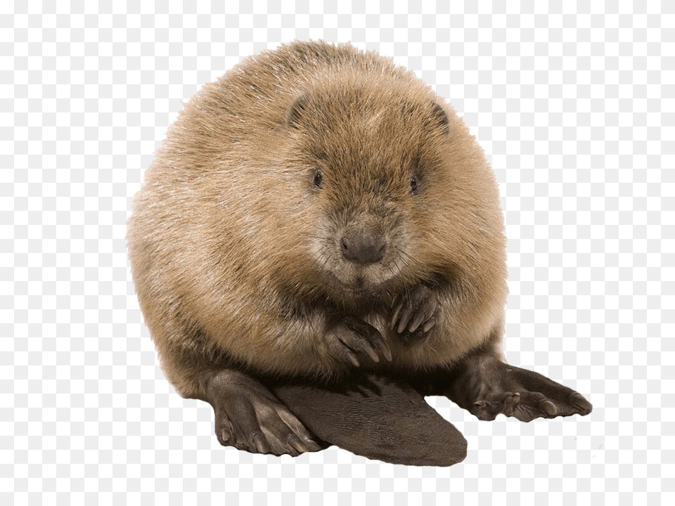 Cute Beaver, Animal, Bear, Mammal, Rodent Png