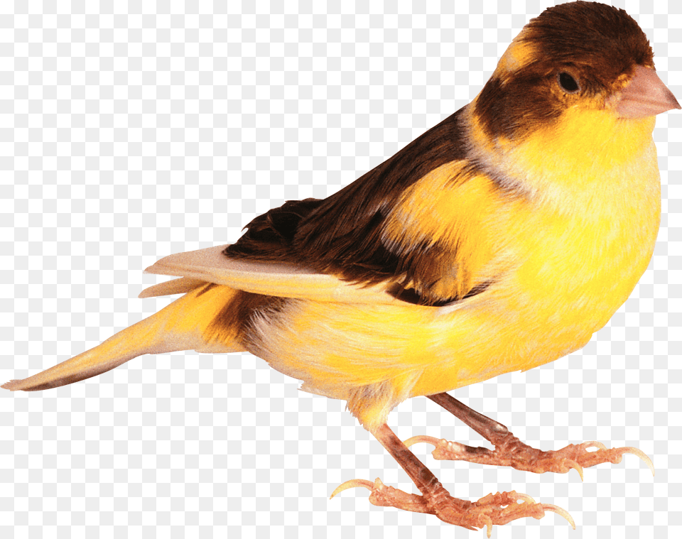 Cute Bird Image Transparent Cute Real Bird, Animal, Canary Free Png Download