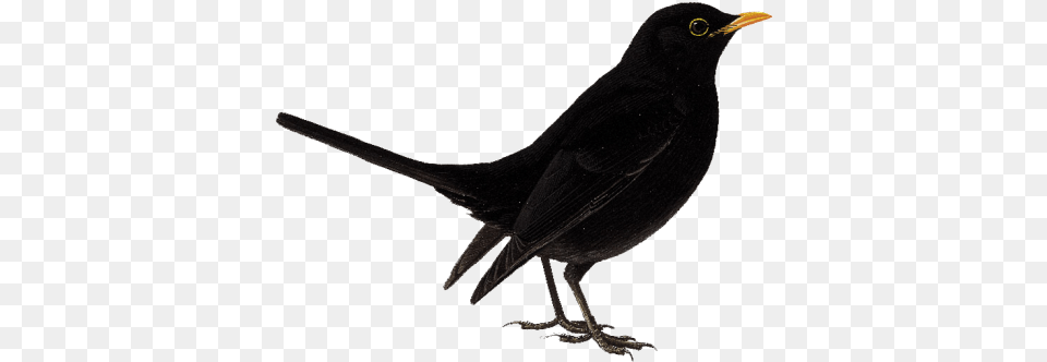 Cute Bird Image With Koyal, Animal, Blackbird Free Transparent Png