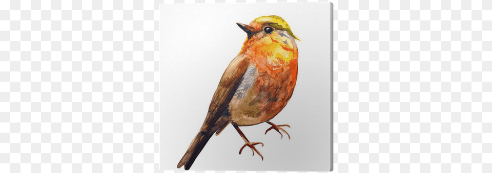 Cute Birds For Your Design Water Colour Painting Bird Fly, Animal, Finch, Robin Png Image