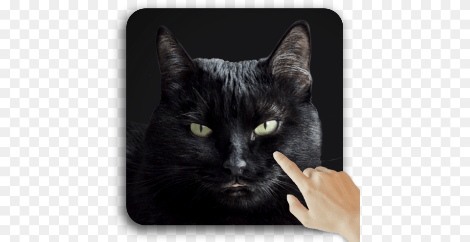 Cute Black Cat Live Wallpaper Apps On Google Play Cute Black Live, Animal, Black Cat, Mammal, Pet Png