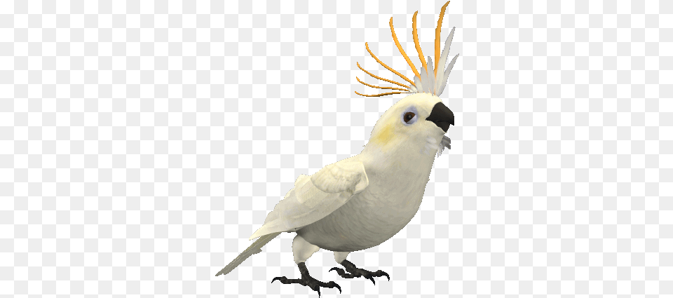 Cute Blue Cockatiel Parrot Animated Gif, Animal, Bird, Cockatoo Png