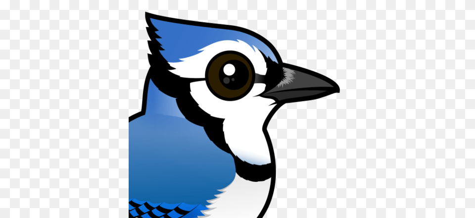Cute Blue Jay, Animal, Bird, Blue Jay, Bluebird Free Transparent Png
