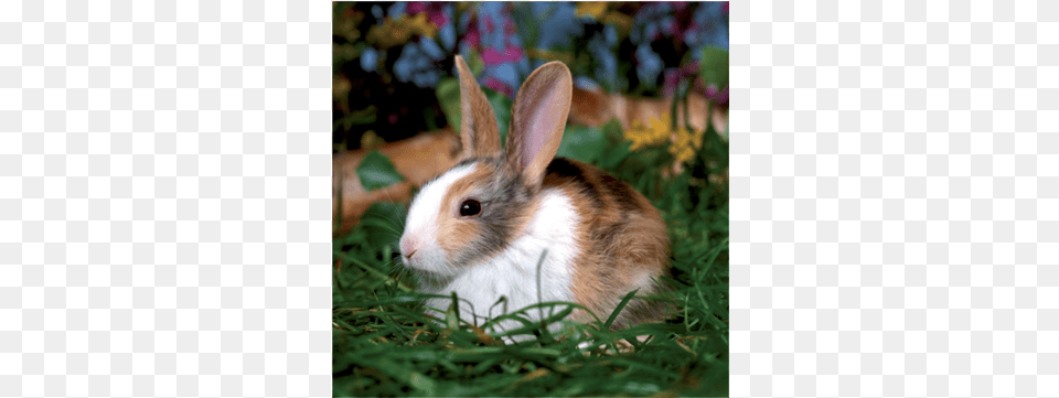 Cute Bunny D Toys 3 In 1 Jigsaw Puzzles 6 9 16 Pcs Pets, Animal, Mammal, Rat, Rodent Free Png Download