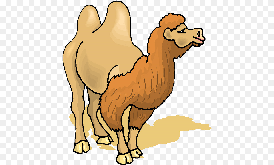 Cute Camel Clipart Funny Pictures Bactrian Camel Clipart, Animal, Mammal, Adult, Female Free Transparent Png