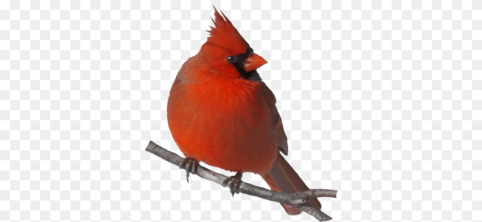 Cute Cardinal Clip Transparent Stock Huge Freebie Northern Cardinal Transparent Background, Animal, Bird Free Png Download