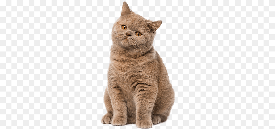 Cute Cat Britanskaya Koshka Okrasi, Animal, Mammal, Manx, Pet Free Png Download