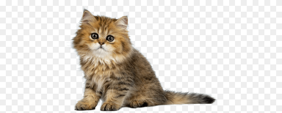 Cute Cat Domestic Cat, Animal, Kitten, Mammal, Pet Png