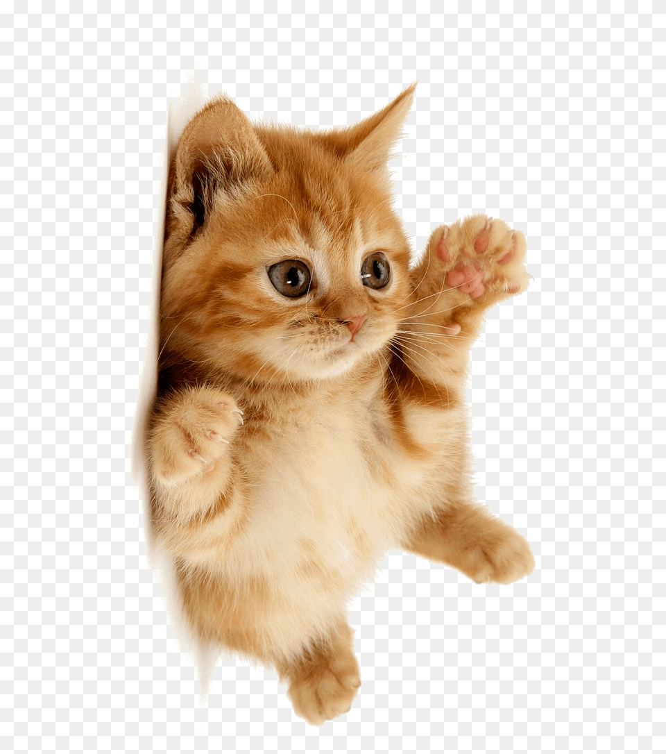 Cute Cat Download Cute Cat, Animal, Kitten, Mammal, Pet Free Transparent Png