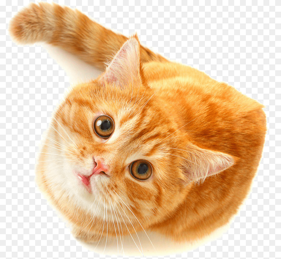 Cute Cat Download Orange And White Striped Cat, Animal, Mammal, Manx, Pet Free Png