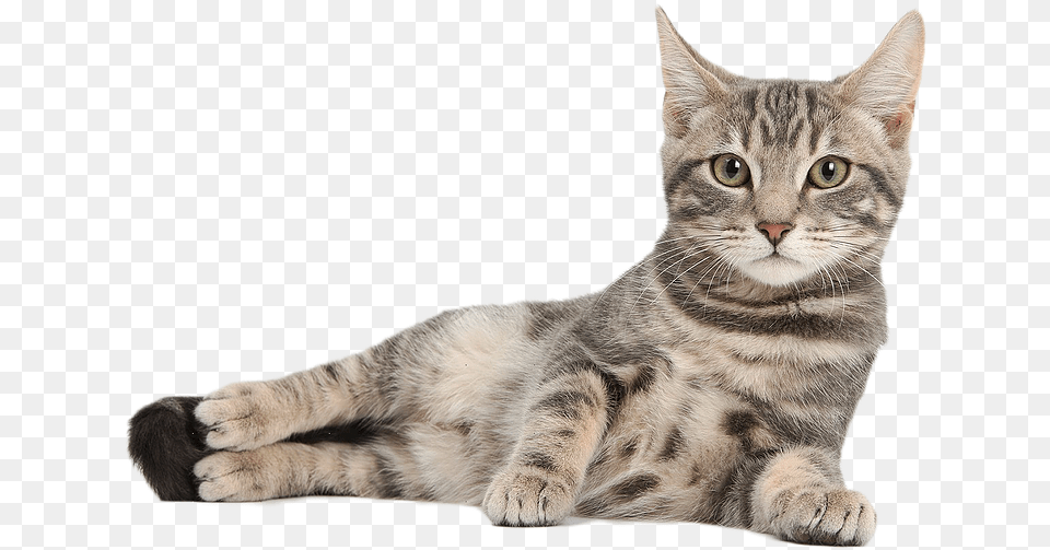 Cute Cat Image Domestic Animals Name Cat, Animal, Mammal, Pet, Manx Png