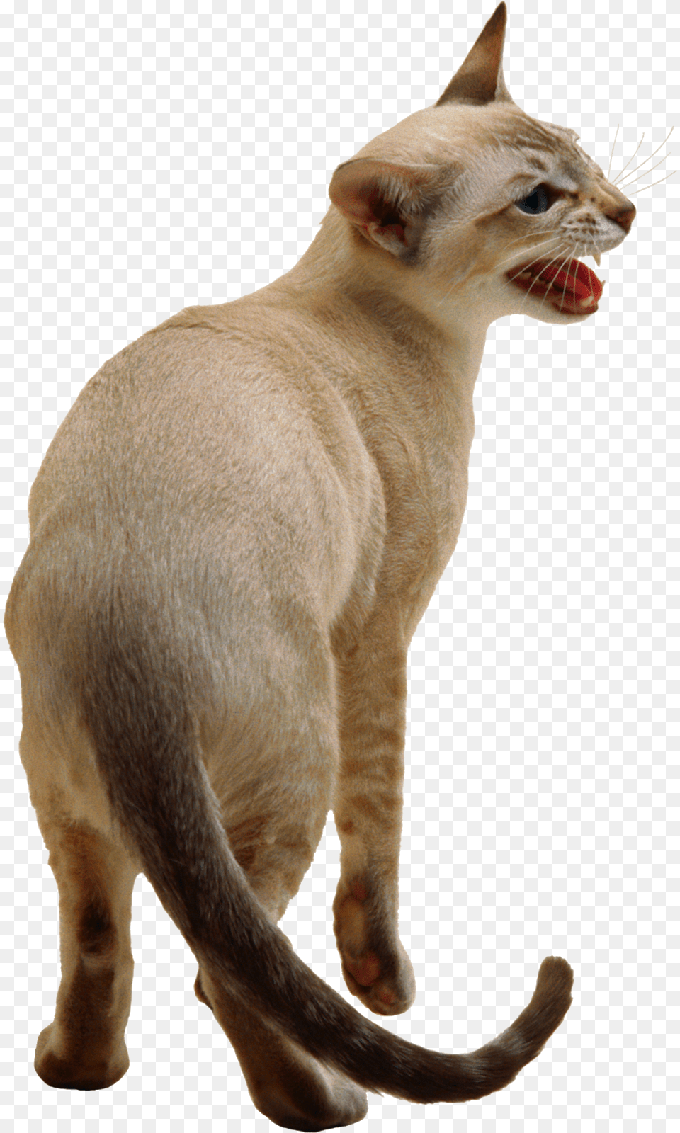 Cute Cat Siamese Cat Transparent Background, Abyssinian, Animal, Mammal, Pet Png Image