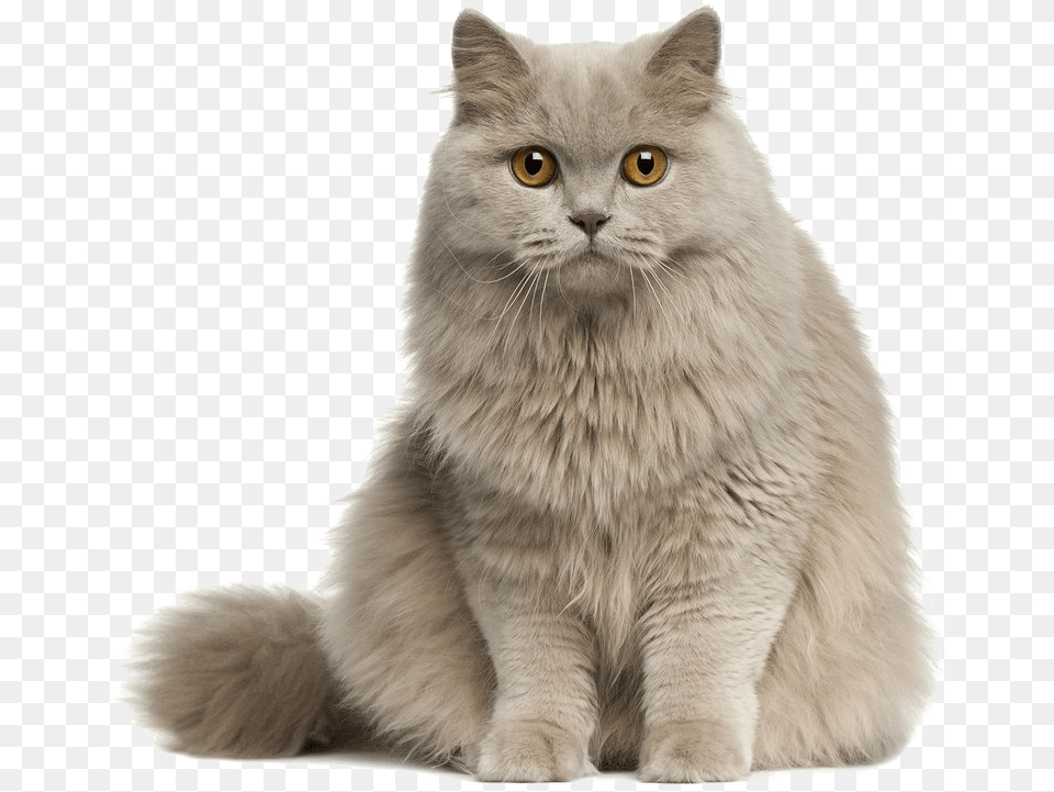 Cute Cat Transparent Cute Cat, Angora, Animal, Mammal, Pet Png Image