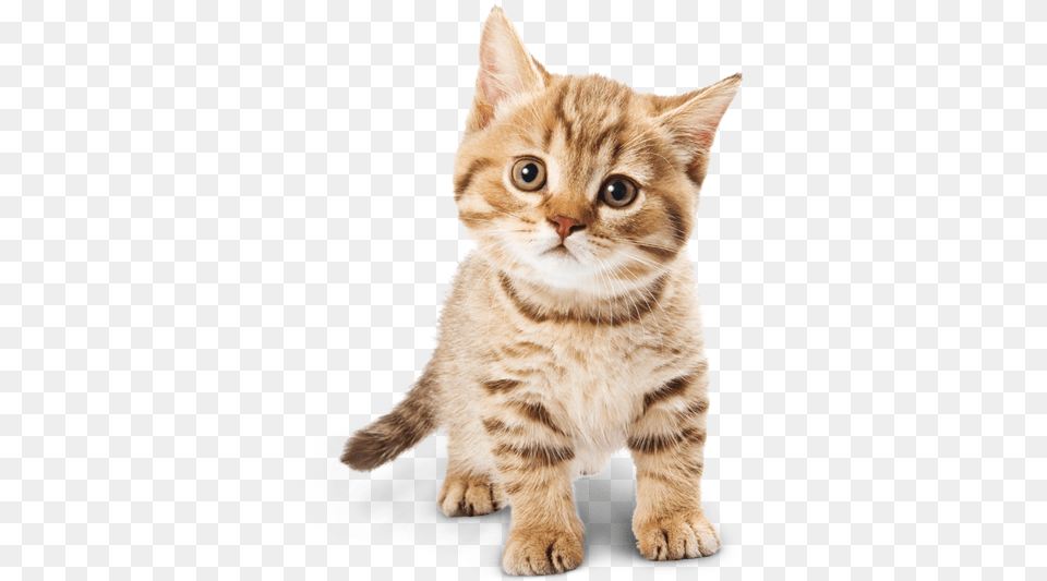 Cute Cat Imagenes De Gatos, Animal, Kitten, Mammal, Manx Free Transparent Png