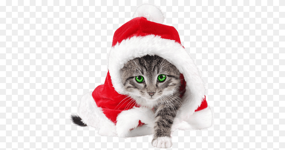 Cute Cat With Santa Hat, Animal, Kitten, Mammal, Pet Free Transparent Png