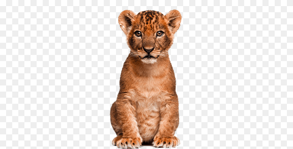 Cute Clipart Wild Animal Lion Cub, Mammal, Wildlife Free Png