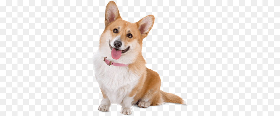 Cute Corgi Dog Dog Background, Animal, Canine, Mammal, Pet Free Transparent Png