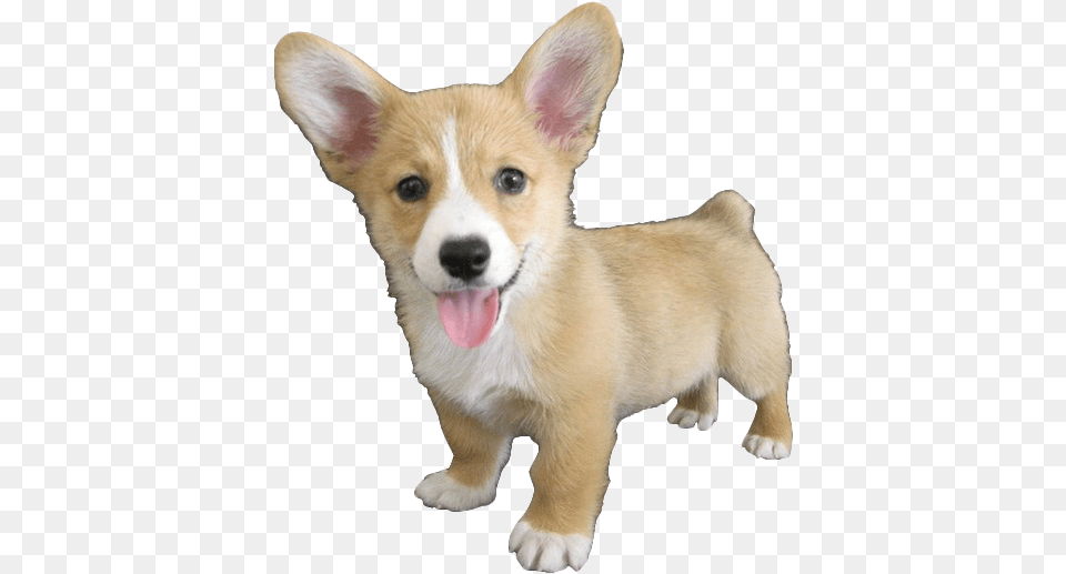 Cute Corgi Dog Hd Cute Corgi, Animal, Canine, Mammal, Pet Free Png Download