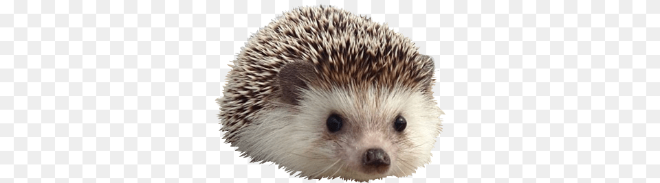 Cute Cute Hedgehog Background, Animal, Mammal, Rat, Rodent Free Transparent Png