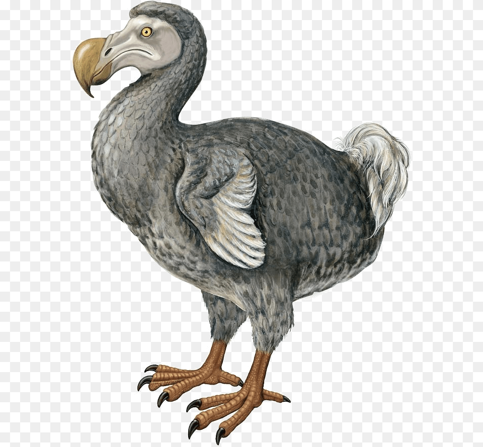 Cute Dodo Bird, Animal Png