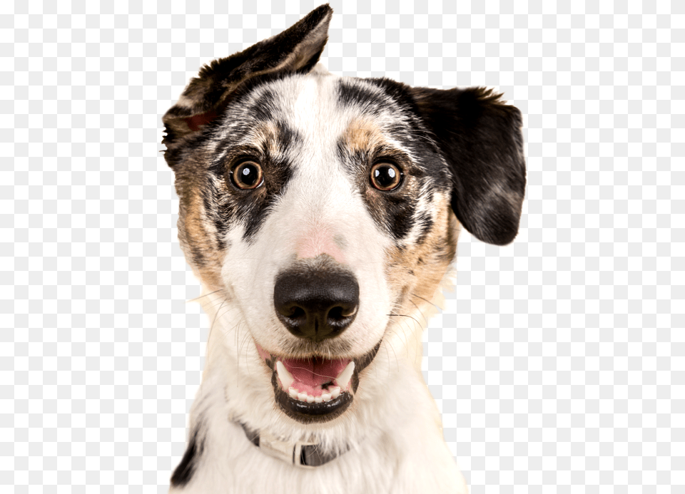 Cute Dog, Animal, Canine, Hound, Mammal Free Png Download