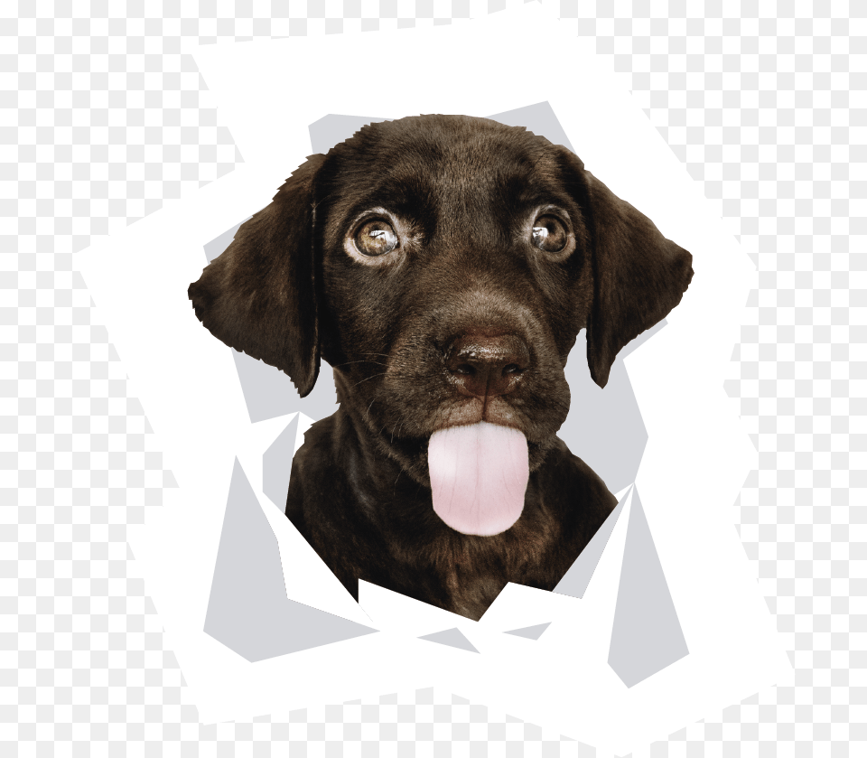 Cute Dog, Animal, Canine, Labrador Retriever, Mammal Free Transparent Png