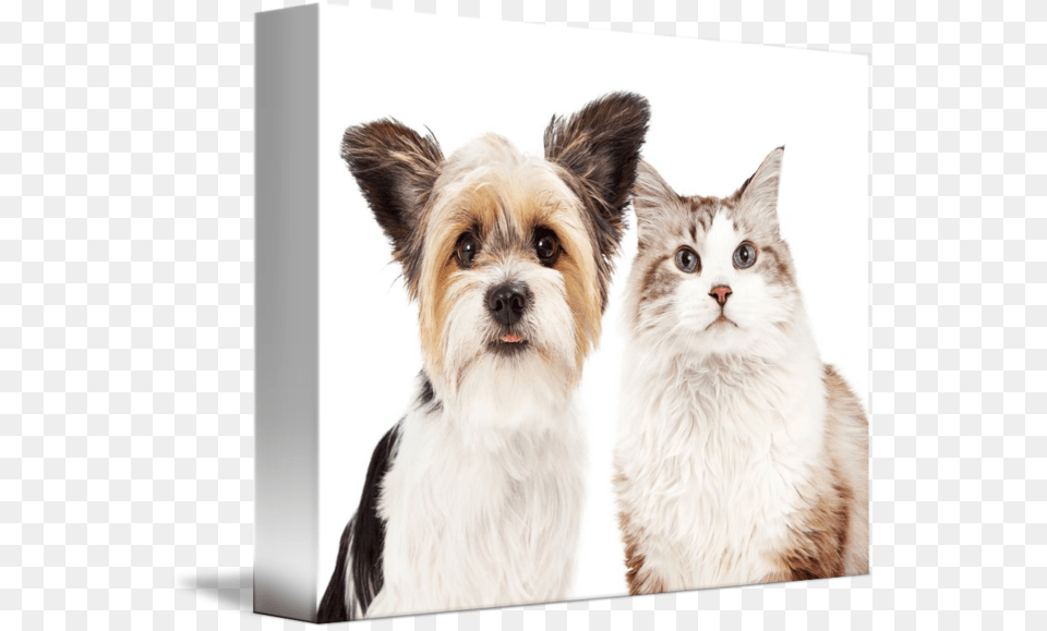 Cute Dog And Cat Companion Dog, Animal, Canine, Mammal, Pet Free Transparent Png