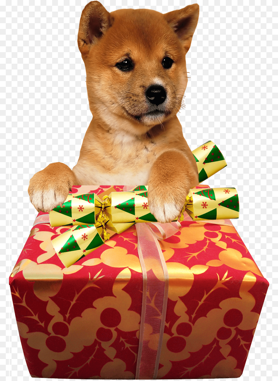 Cute Dog Christmas Present Transparent Image Images Transparent Cute Dog, Animal, Canine, Mammal, Pet Free Png Download