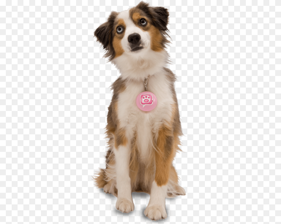 Cute Dog Dog, Animal, Canine, Mammal, Pet Free Transparent Png