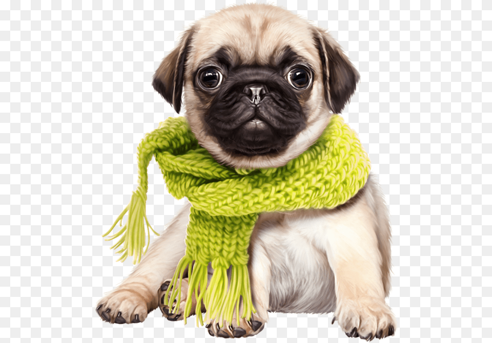 Cute Dog Download Cute Dog, Clothing, Scarf, Animal, Canine Free Transparent Png