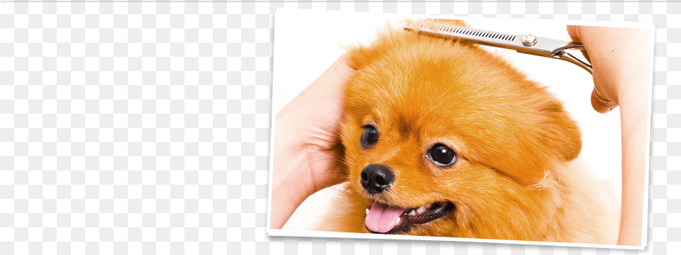 Cute Dog Gets Hair Trimmed Pomeranian, Animal, Canine, Mammal, Pet Free Png