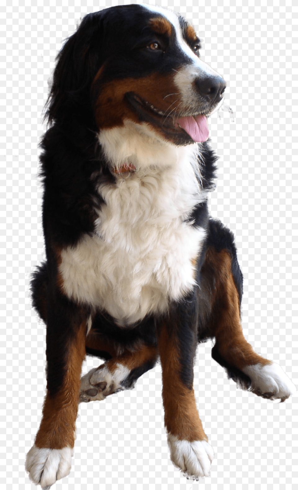 Cute Dog High Res Dog Transparent, Logo, City Png