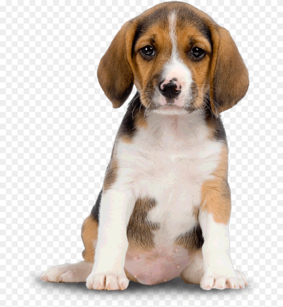 Cute Dog Image Dog, Animal, Canine, Hound, Mammal Free Png Download