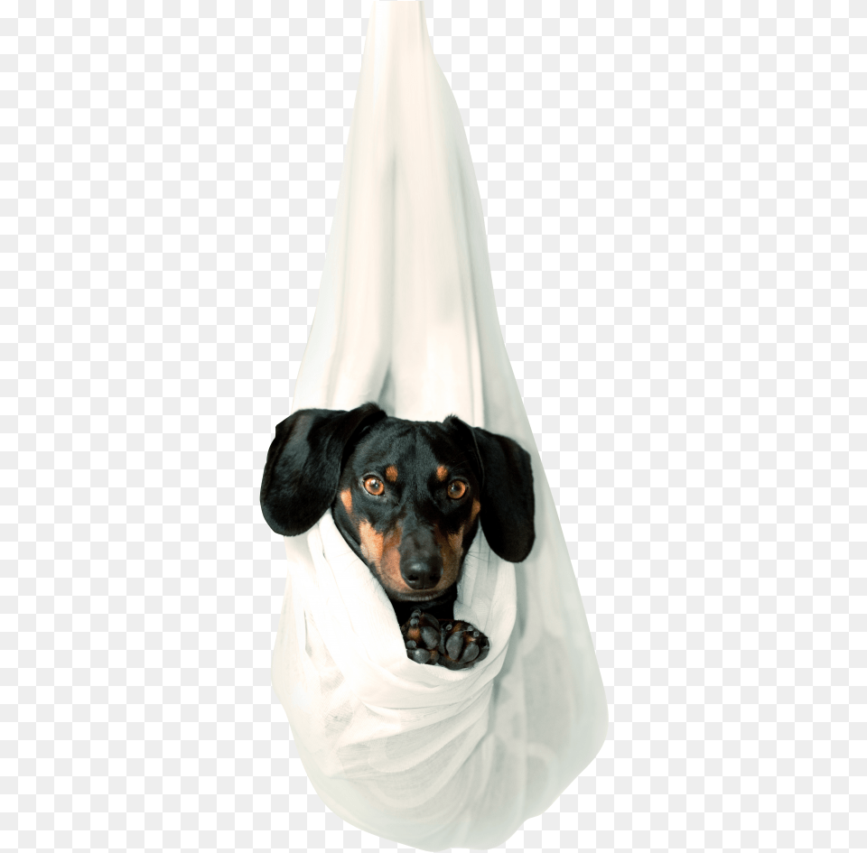 Cute Dog Image Serachpng Pet, Hound, Animal, Canine, Mammal Free Transparent Png