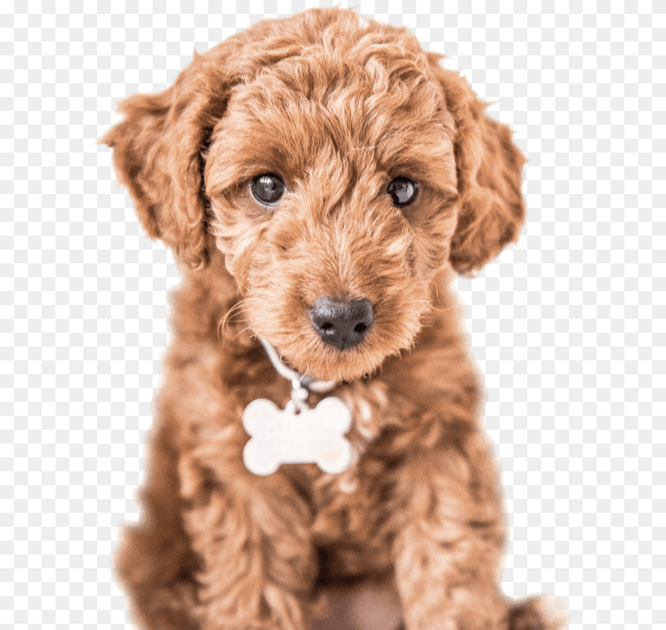 Cute Dog Labradoodle Labradoodle Clipart, Animal, Canine, Mammal, Pet Png